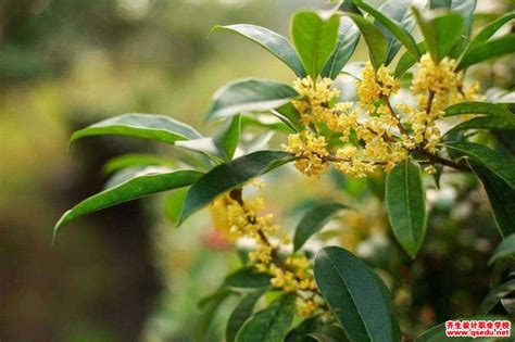 桂花树|探究桂花树的类别和特点（从形态结构、生长习性和用。